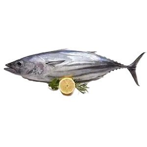 Dawan (Tuna)