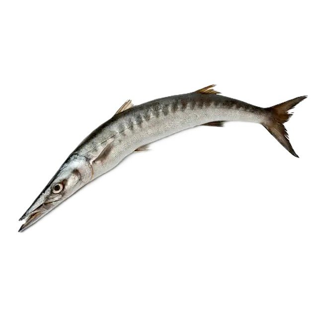 Safaid Kund (White Barracuda)