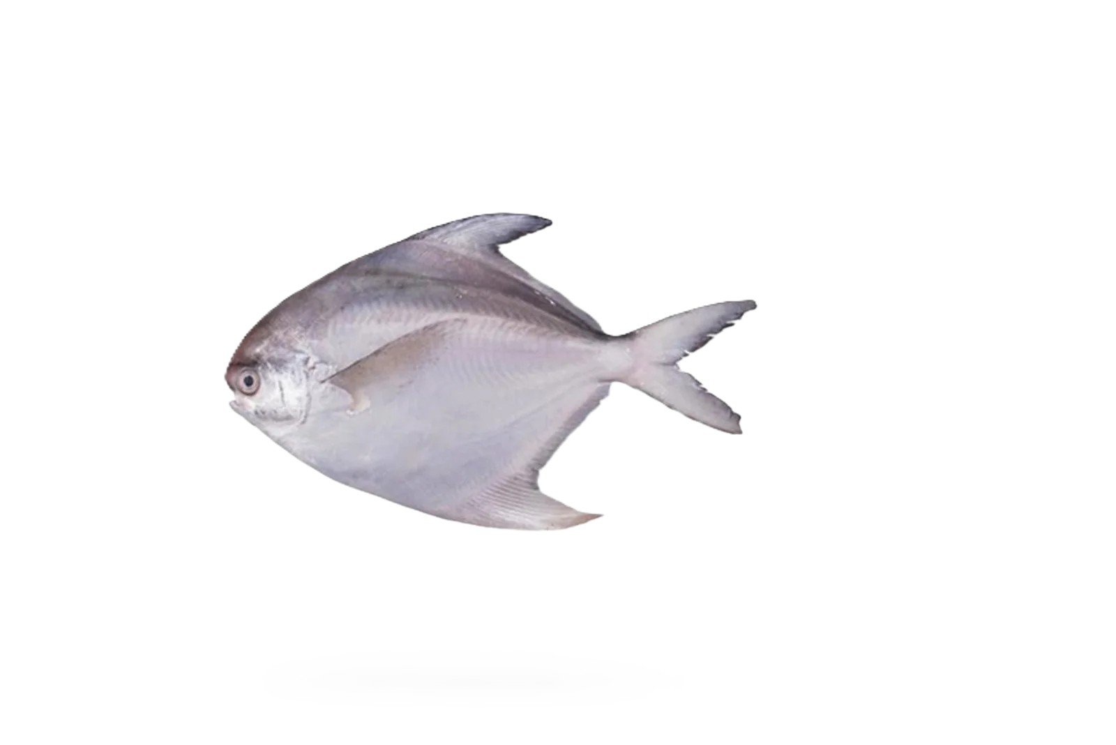 Safaid Paplet (White Pomfret)