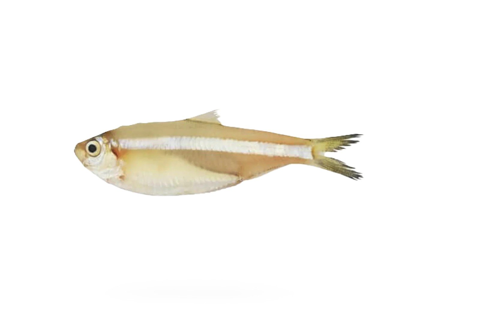 Mittu (White Sardine)